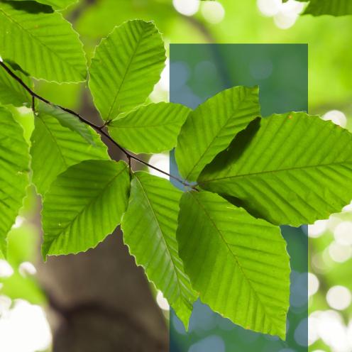 Nærbillede af friske, grønne blade på en gren med lyspletter i baggrunden.